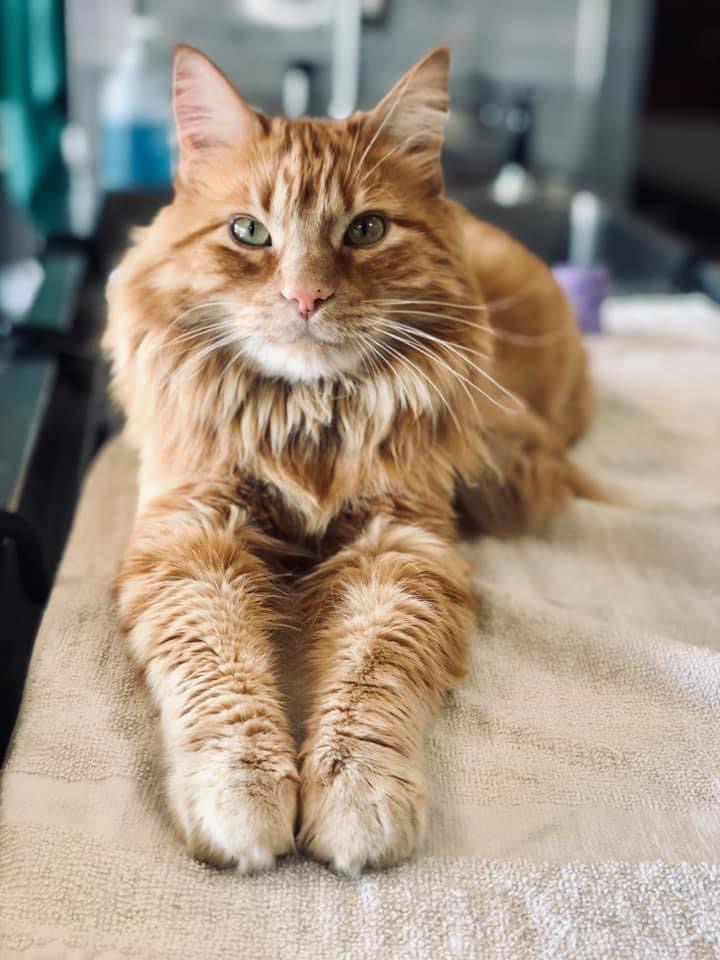 kitty