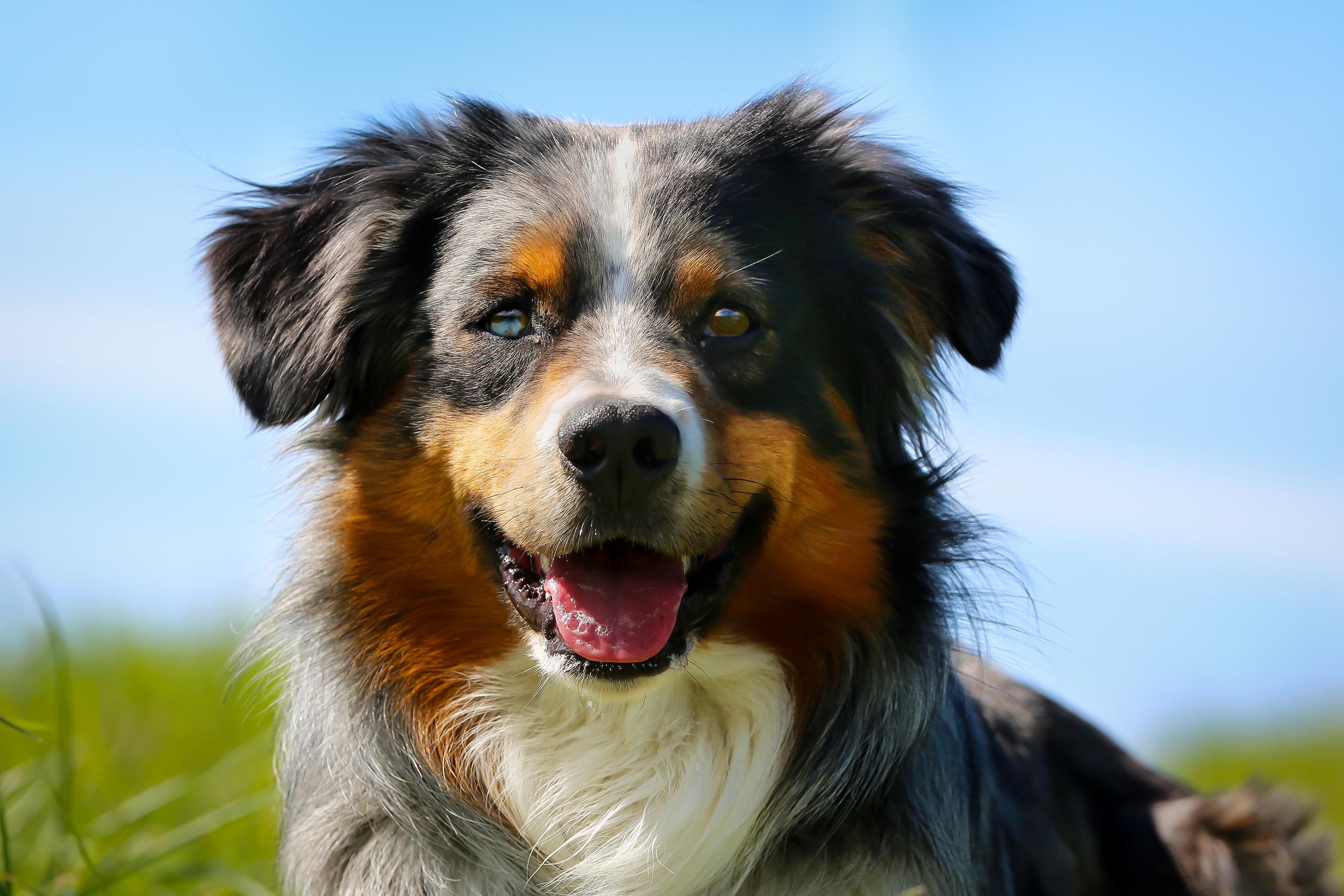 Purebred Dog with Sky Background