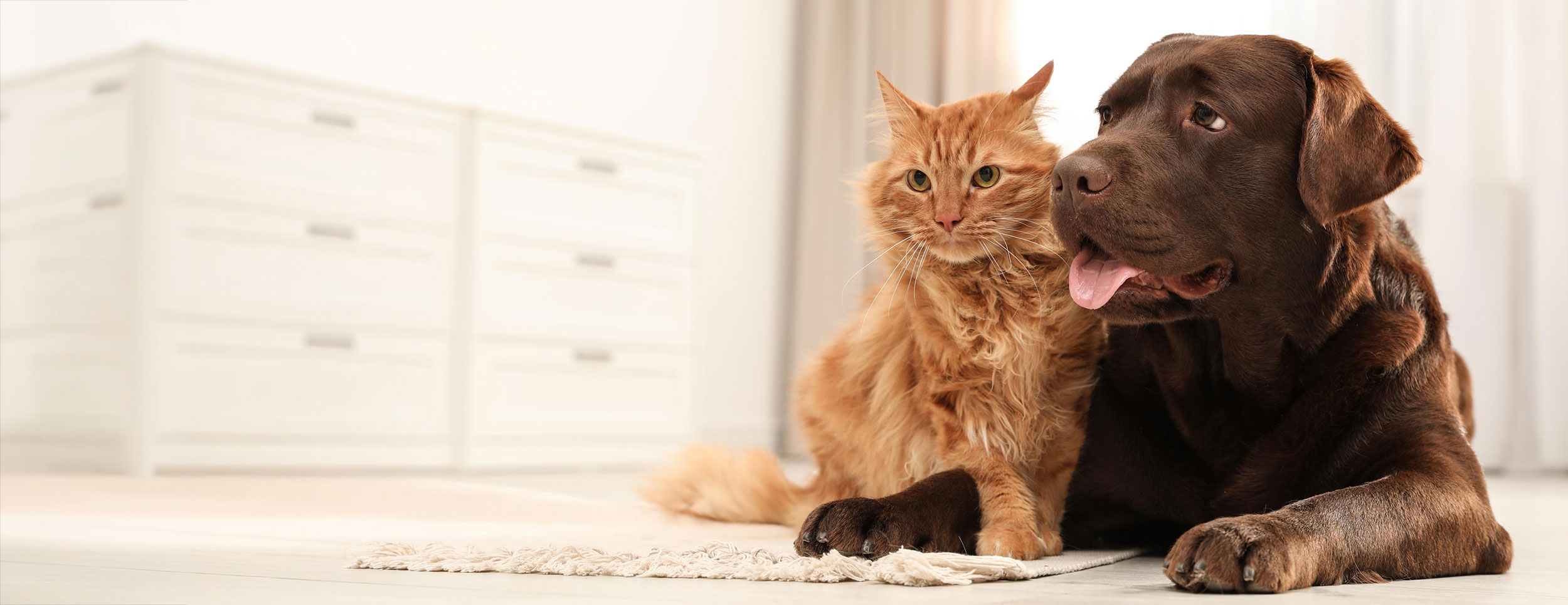 Brown Dog and Orange Cat