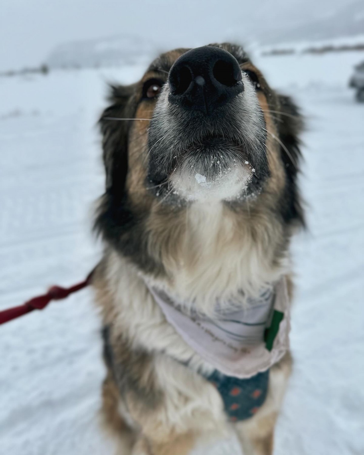 Max