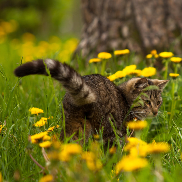 Cat in Field of Yellow Flowers