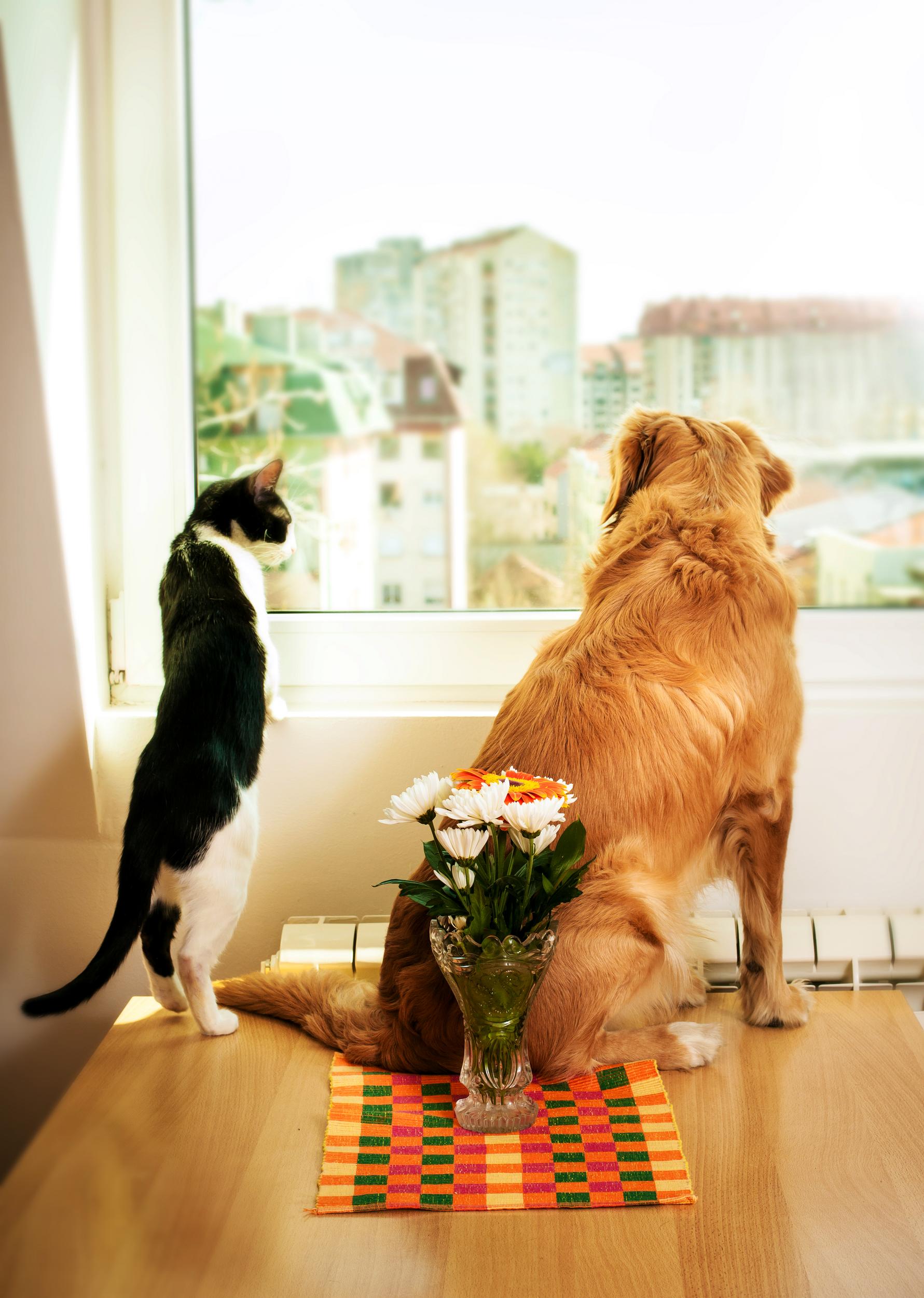 Golden Retriever and Black White Cat Staring out window