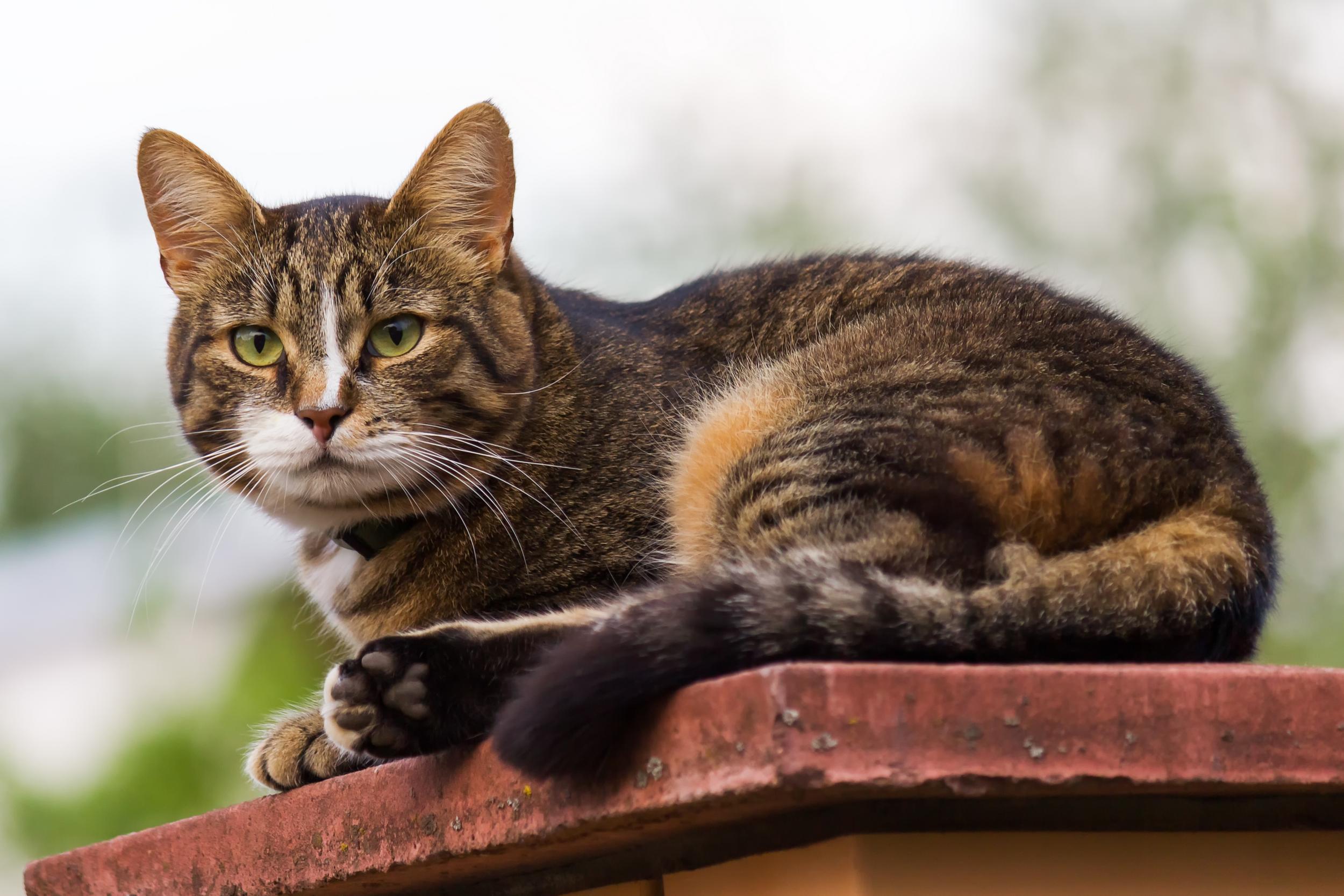 Brown and White Cat Sitting on Ledge Outside
