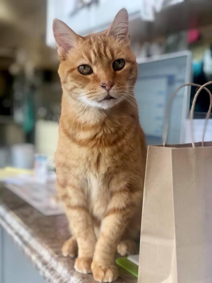 Sir Albert