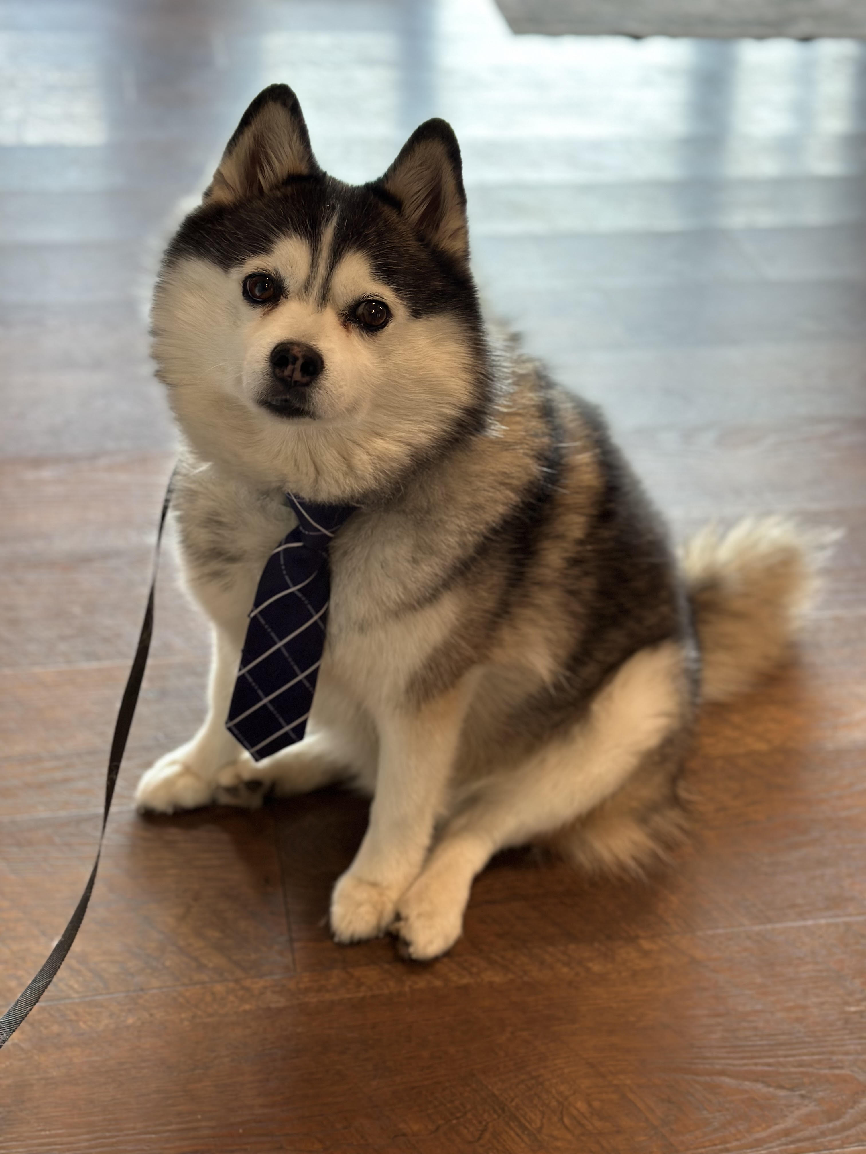 Kenai with a tie