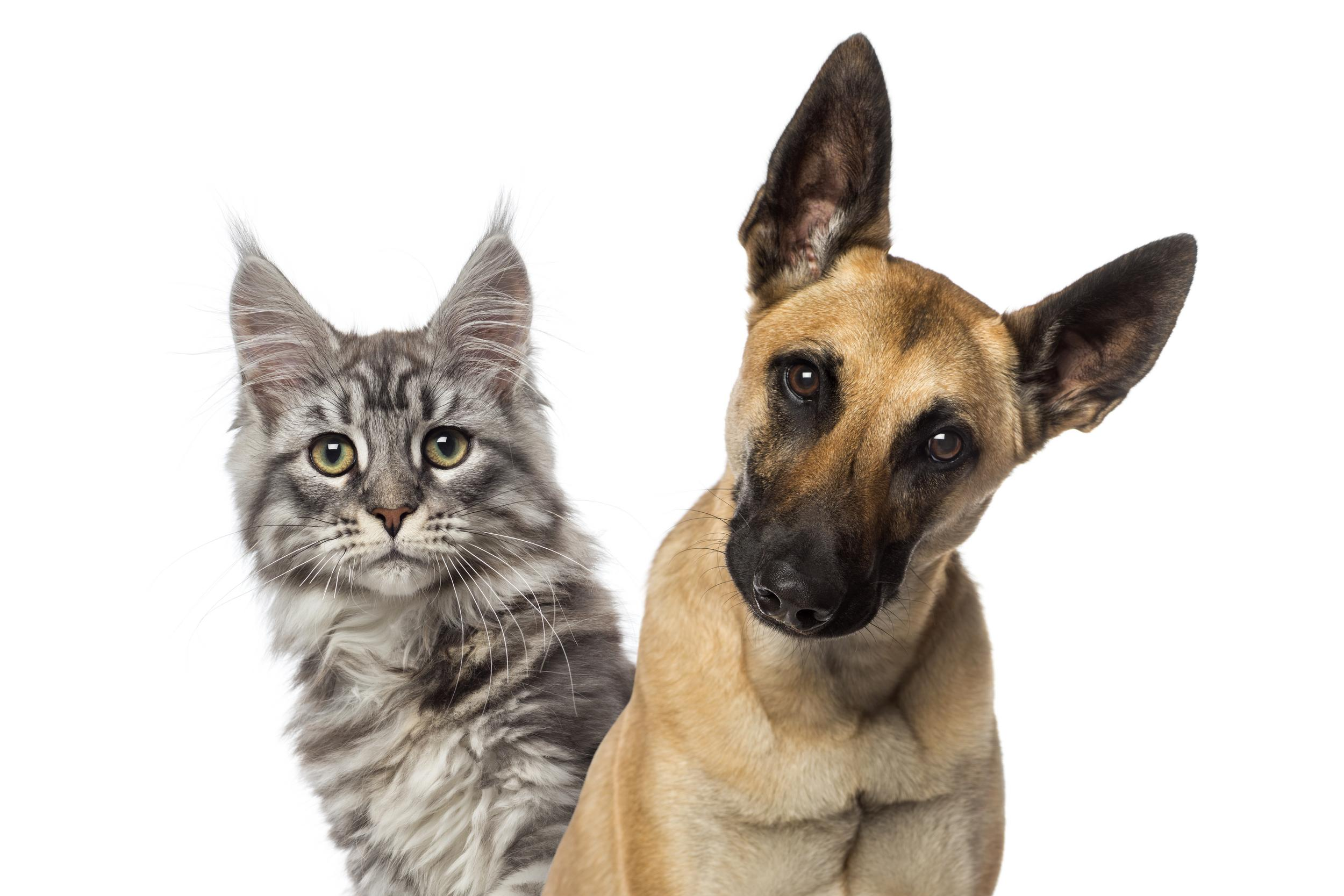 dog and cat